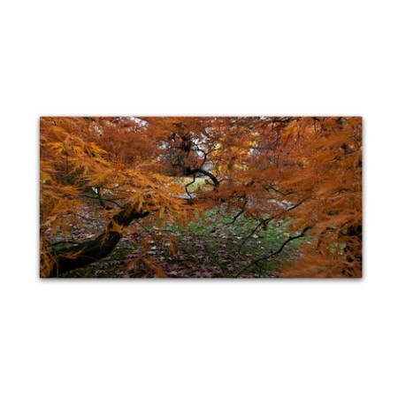 Kurt Shaffer 'Japanese Maple Monument' Canvas Art,12x24